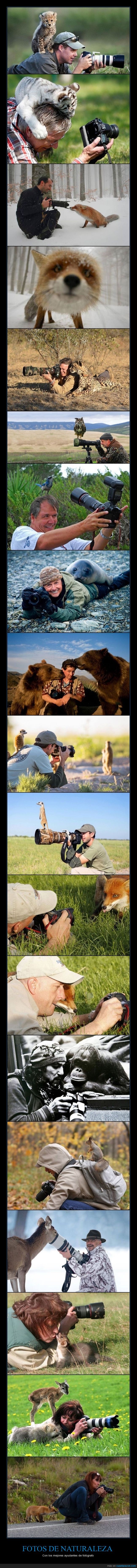 fotografia,naturaleza,animales,ciervo,zorro,oso,suricata,en serio tiras en auto,echamos de menos a Steve Irwin